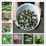 Japanese Bonsai Multicolour Bowl Lotus Seeds (7 Days Germination) - Buy 1 Get 1 Packet FREE - Image 4