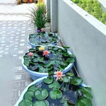 Japanese Bonsai Multicolour Bowl Lotus Seeds (7 Days Germination) - Buy 1 Get 1 Packet FREE - Image 3