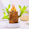 Brazilian lucky bamboo live plant-Pack of 1 - Image 1