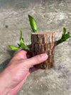 Brazilian lucky bamboo live plant-Pack of 1 - Image 4