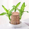 Brazilian lucky bamboo live plant-Pack of 1 - Image 2