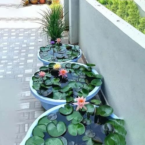Japanese Bonsai Multicolour Bowl Lotus Seeds (7 Days Germination) - Buy 1 Get 1 Packet FREE - Image 3