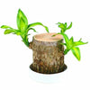 Brazilian lucky bamboo live plant-Pack of 1 - Image 5