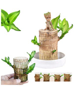 Brazilian lucky bamboo live plant-Pack of 1 - Image 6
