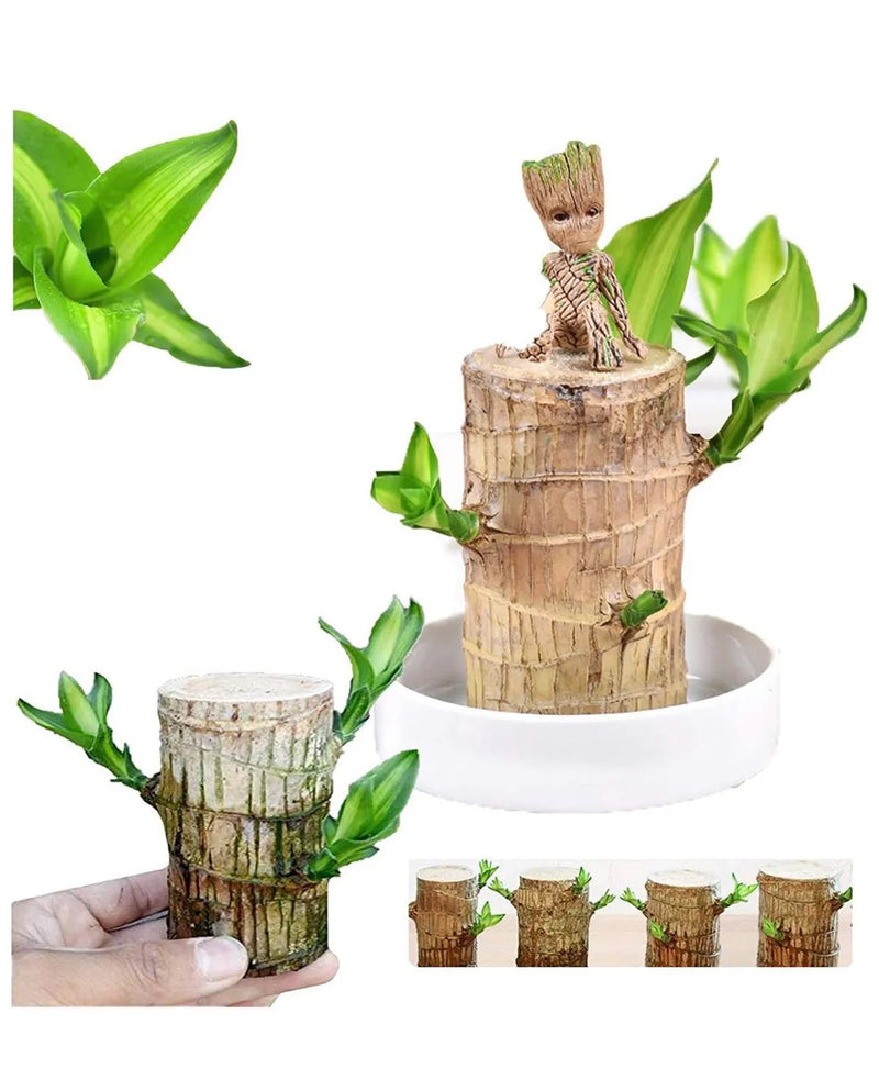 Brazilian lucky bamboo live plant-Pack of 1 - Image 6