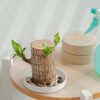 Brazilian lucky bamboo live plant-Pack of 1 - Image 3