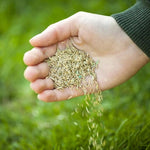 Grass Seeds Hybrid Best For Your Beautiful Home Gardening (Pack Of 100 seeds) - Image 4