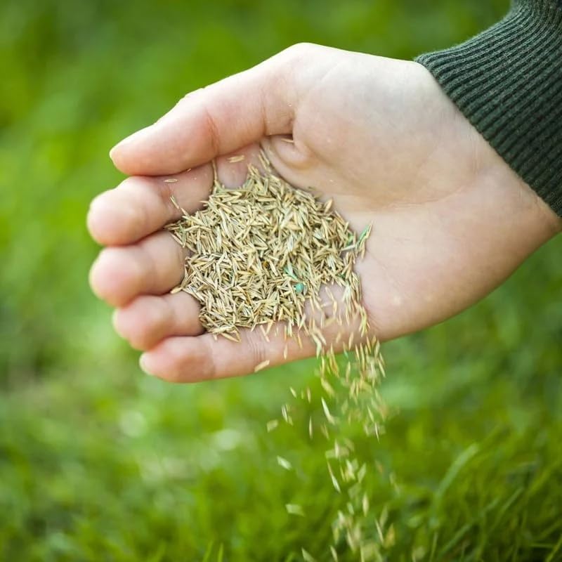 Grass Seeds Hybrid Best For Your Beautiful Home Gardening (Pack Of 100 seeds) - Image 4