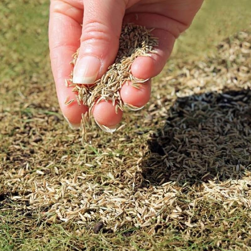 Grass Seeds Hybrid Best For Your Beautiful Home Gardening (Pack Of 100 seeds) - Image 5