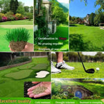 Grass Seeds Hybrid Best For Your Beautiful Home Gardening (Pack Of 100 seeds) - Image 1
