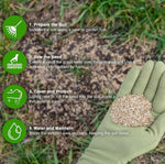 Grass Seeds Hybrid Best For Your Beautiful Home Gardening (Pack Of 100 seeds) - Image 2