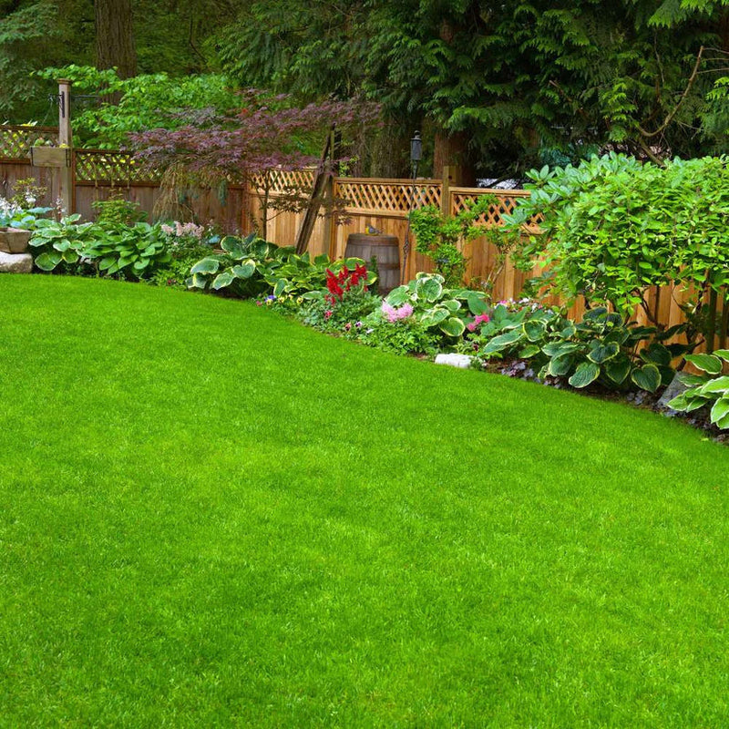 Grass Seeds Hybrid Best For Your Beautiful Home Gardening (Pack Of 100 seeds) - Image 6