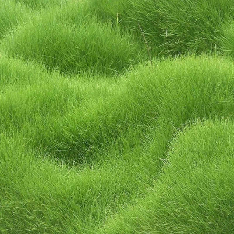 Grass Seeds Hybrid Best For Your Beautiful Home Gardening (Pack Of 100 seeds) - Image 7