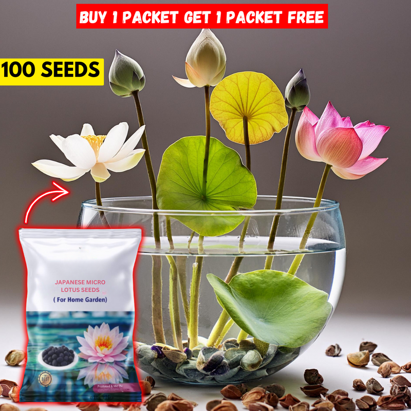 Japanese Bonsai Multicolour Bowl Lotus Seeds (7 Days Germination) - Buy 1 Get 1 Packet FREE - Image 1