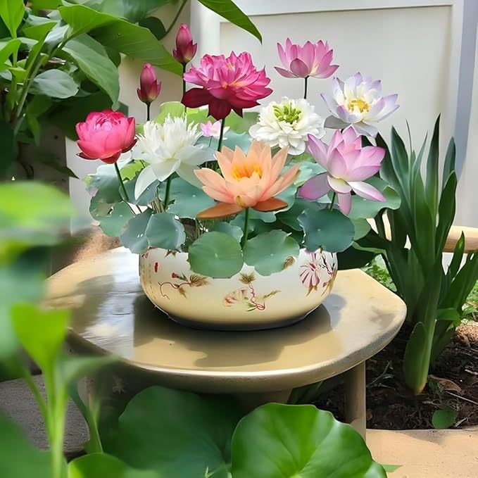 Japanese Bonsai Multicolour Bowl Lotus Seeds (7 Days Germination) - Buy 1 Get 1 Packet FREE - Image 5