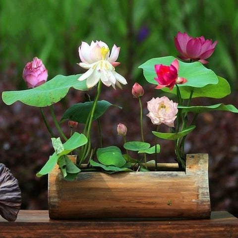 Japanese Bonsai Multicolour Bowl Lotus Seeds (7 Days Germination) - Buy 1 Get 1 Packet FREE - Image 2